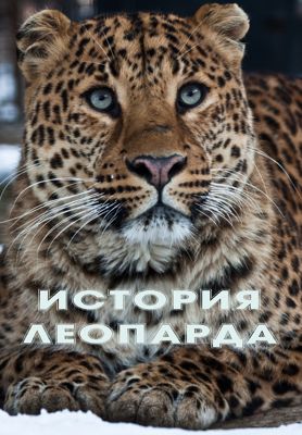 Истории леопарда (сериал) (2016)