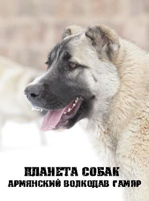 Планета собак. Армянский волкодав. Гампр (2014)