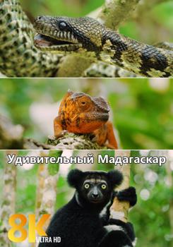 Удивительный Мадагаскар / Amazing Madagascar (2020)